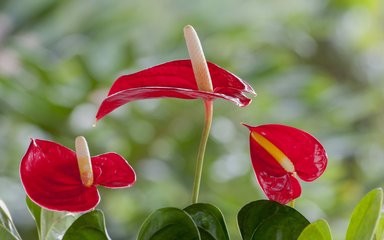 怎样使火鹤花叶美花艳?