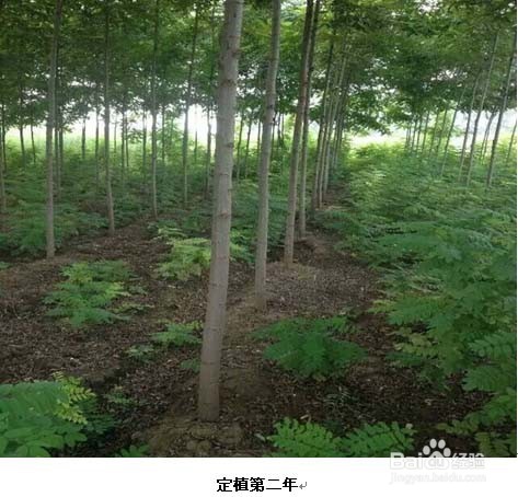 吉林种什么树好?