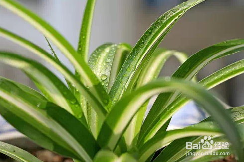 生活 对家中有益的植物