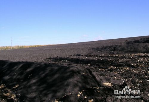 家庭种菜 24 阳台种植芋头 百度经验