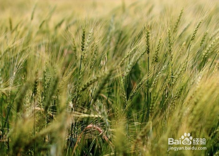 营养丰富的大麦