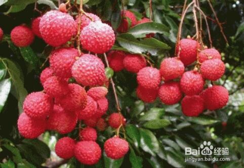 选购技巧：怎么挑选荔枝