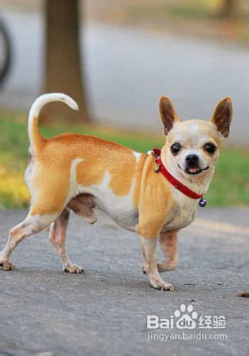 吉娃娃犬好养吗？