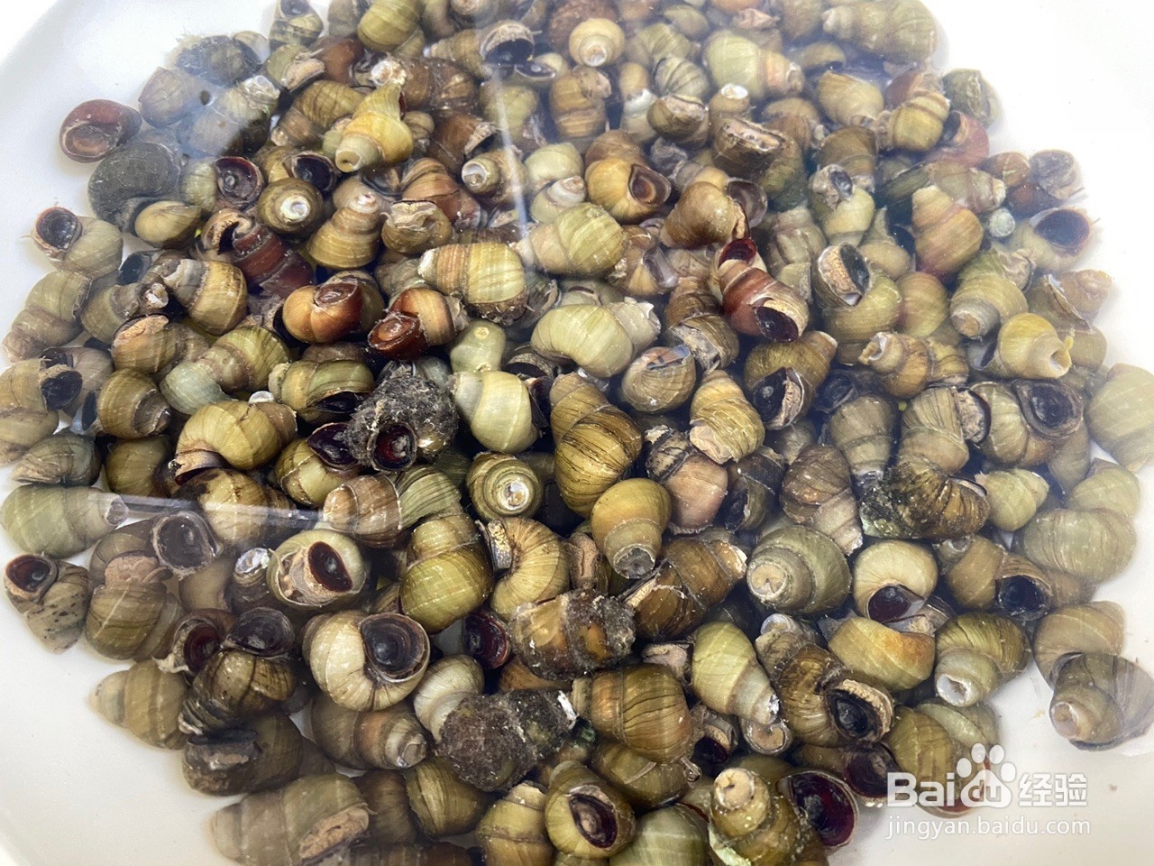 香辣炒螺蛳怎么做