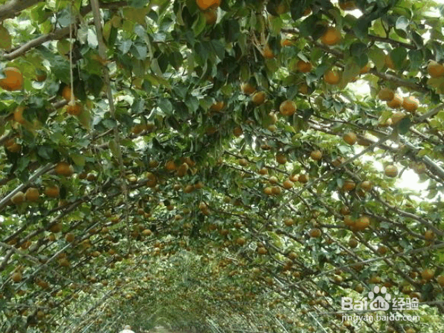 八月份苹果树常见病虫害防治