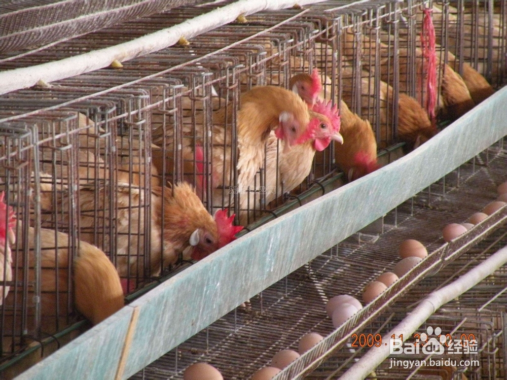 活性多种维生素对动物生长的作用