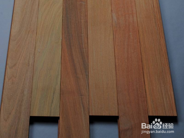 木蚁怎样识别？