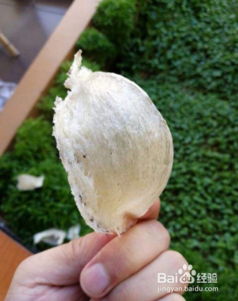 如何炖燕窝?才能发挥它真正的营养?