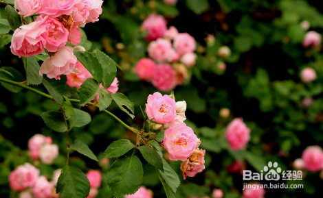 在家里怎么种蔷薇花?