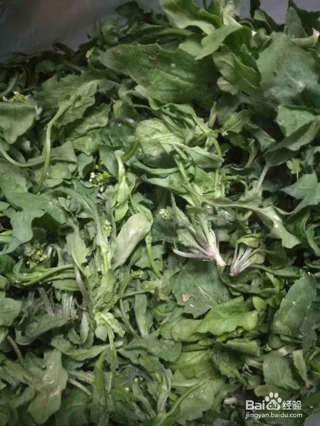 好吃有营养的荠菜馄饨