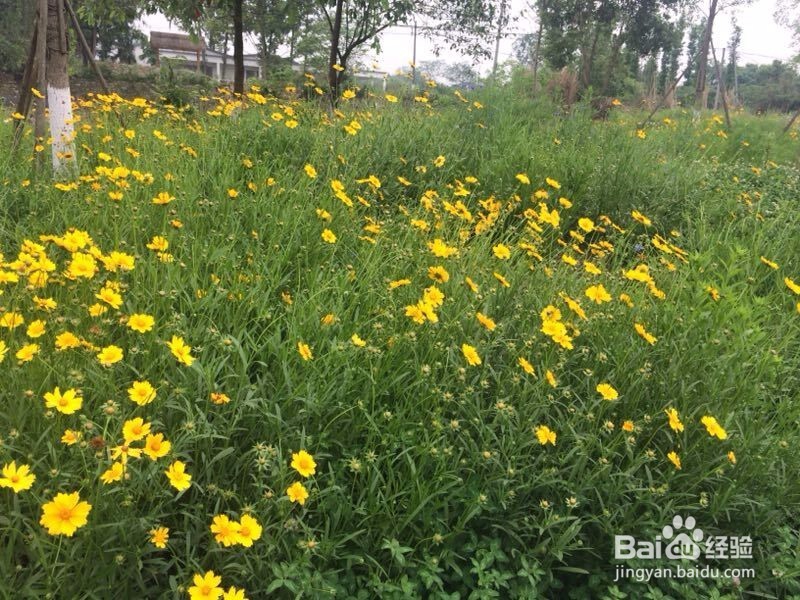 徒步成都市郫都区三道堰河边绿道(2018年)