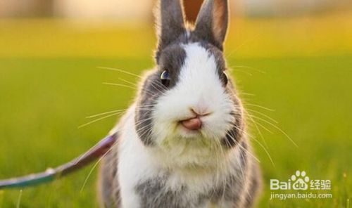 兔子毛球症怎么办 百度经验