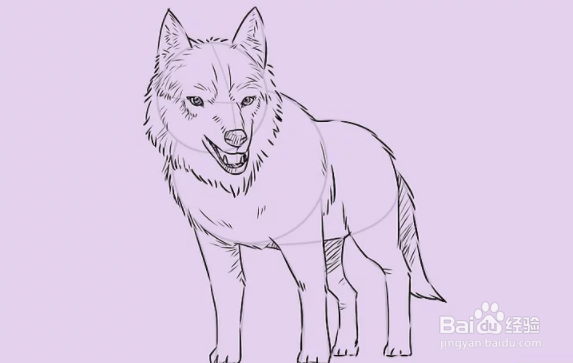 如何画一个简单的狼