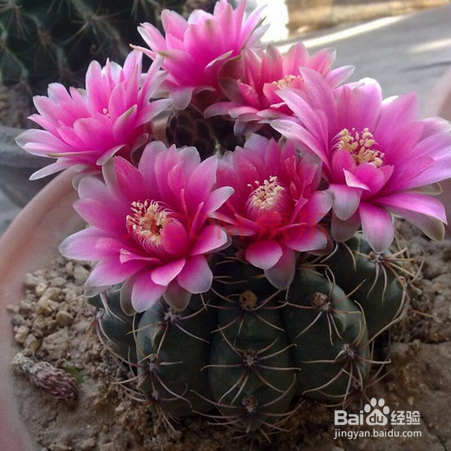 种植绯花玉仙人球的注意事项有哪些?