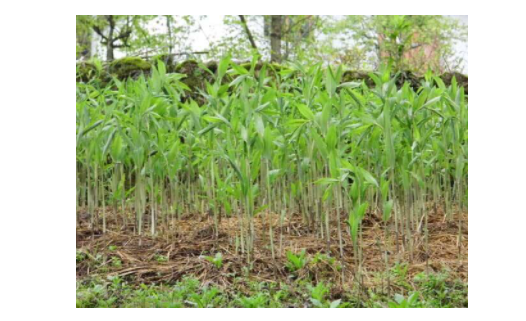 玉竹有小裂缝怎么办