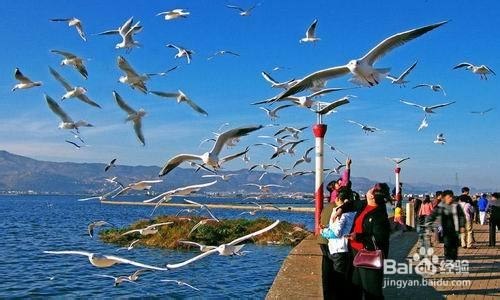 大理旅游古城住宿攻略！