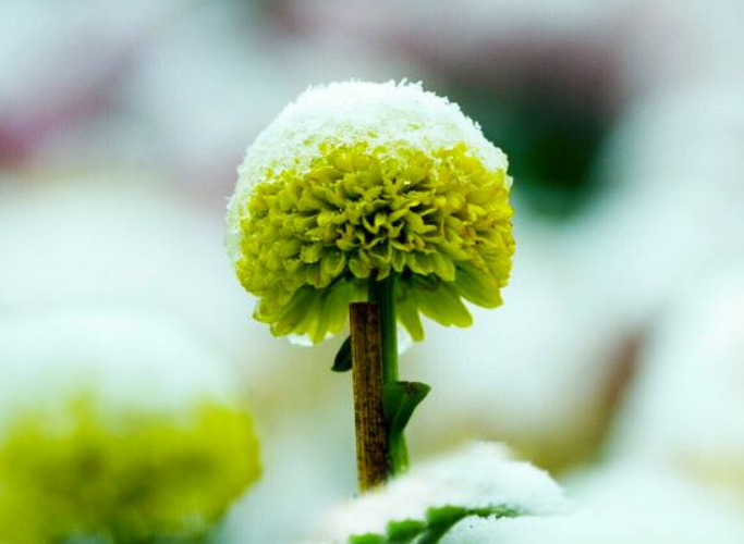 关于清风和韵诗歌