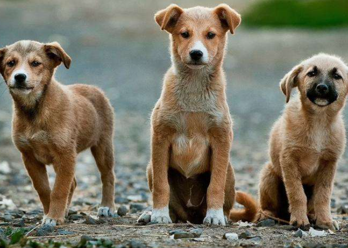 狗跑窝怎么才能把气味盖住不招公狗