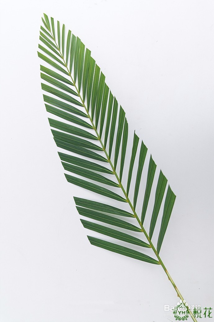 插花入门，散尾葵的5种创意修剪方式