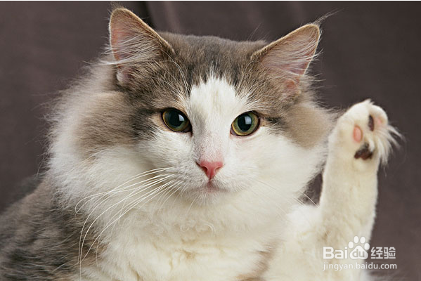 缅因猫拉肚子的原因及处理办法