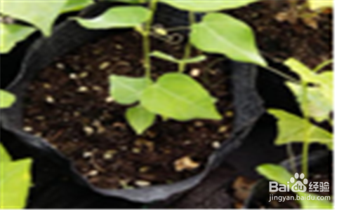 营养钵苗怎么种