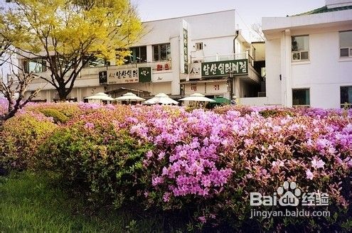 春季赏花旅游攻略