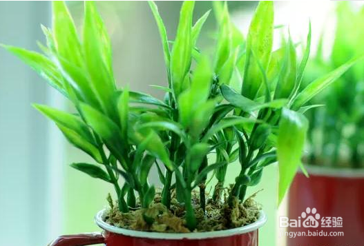 发财树富贵竹黄叶什么原因?