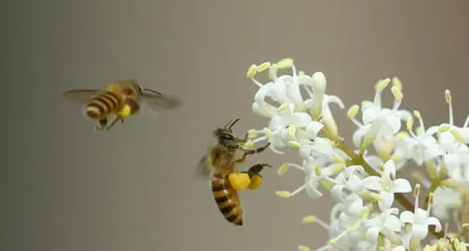 东莞蜜蜂采蜜啥意思