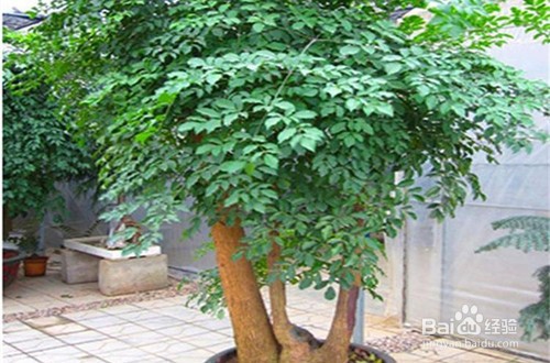 室内最好养的大型植物有哪些?