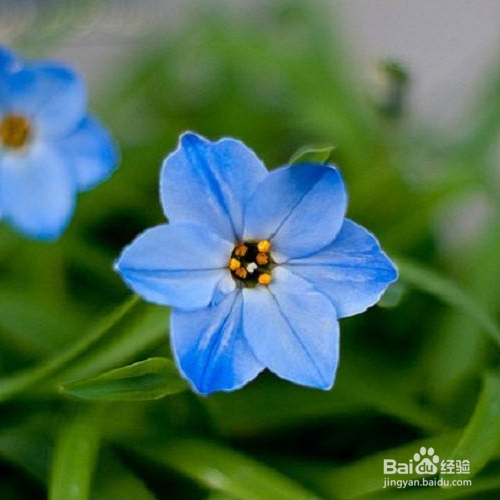 花韭的养殖方法和注意事项