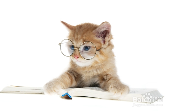 幼猫需要什么营养，对猫粮有什么特殊的营养需求