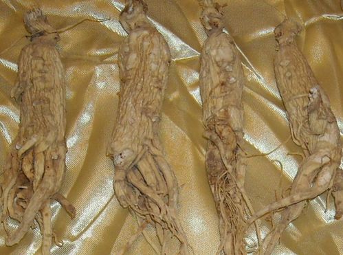 达州妇科专家告知人参服用有禁忌