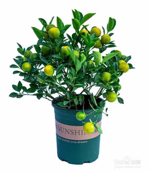橘子核怎样种植发芽