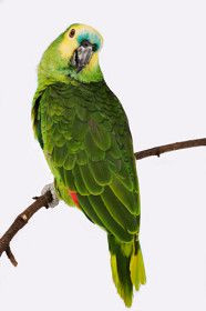 最糟糕的宠物鸟儿