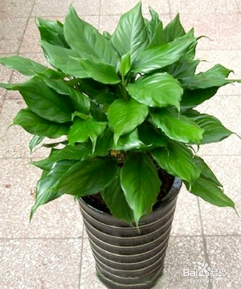 天堂鸟植物怎么养