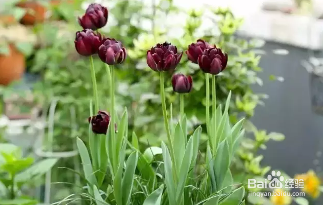 球根植物种植