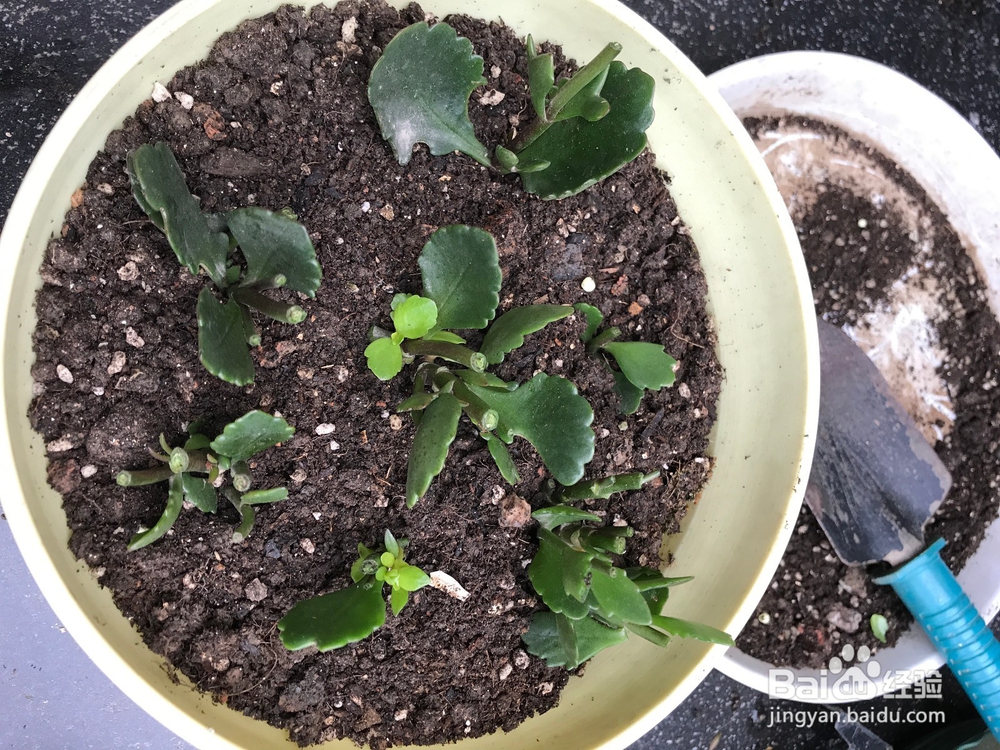 长寿花开败后的处理方法