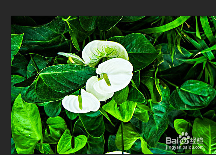 photoshop如何实现水平/垂直翻转