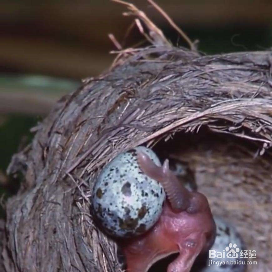 刚破壳的幼鸟怎么养