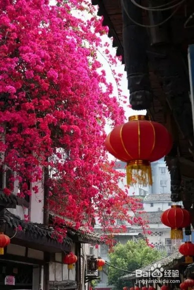 养上3种爬藤花,隔热降温,好看好养