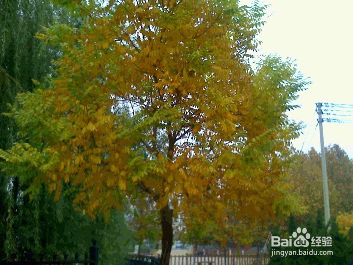 怎样拍秋风扫落叶的画面