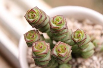 多肉植物钱串怎么养