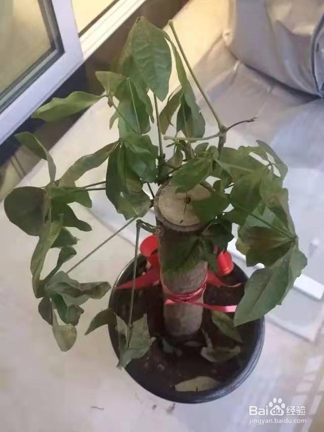 养花别乱换盆，否则黄叶枯萎不开花，越长越差