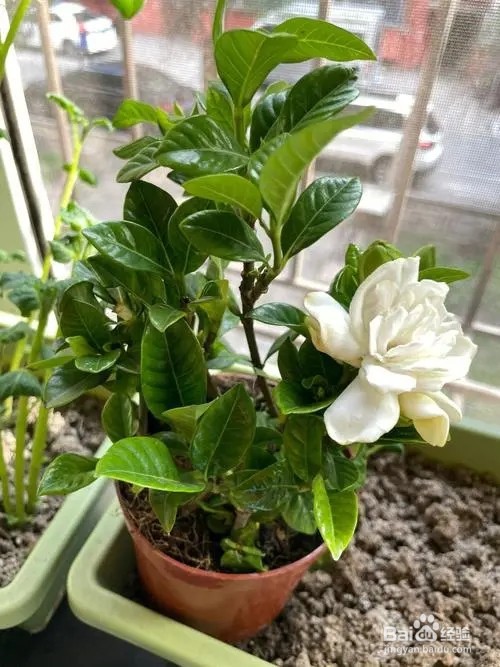 新买的栀子花怎么养