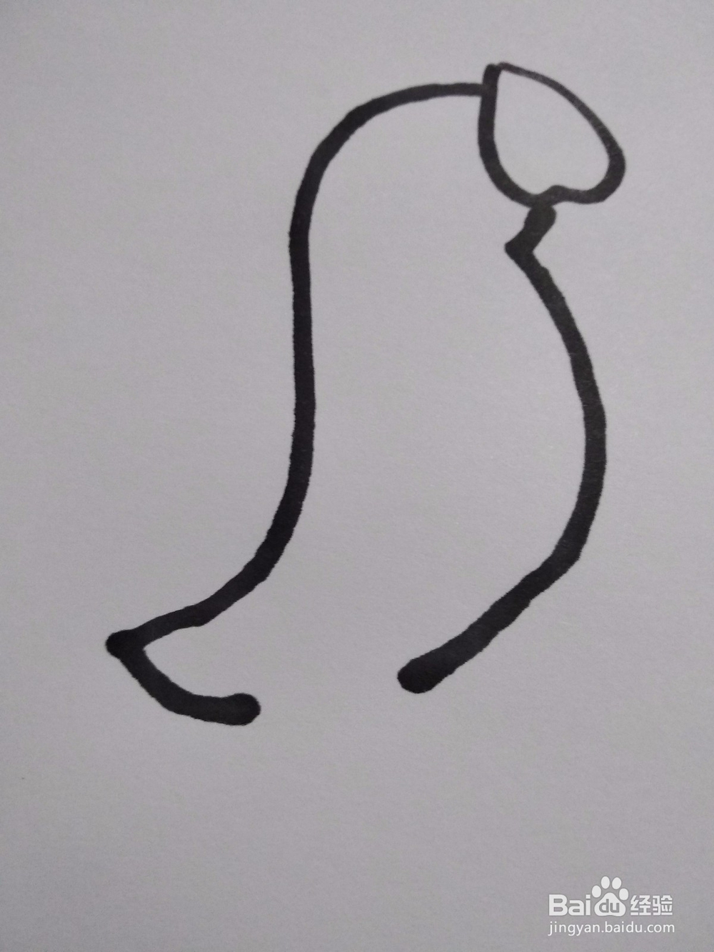 憨态可掬小海狮简笔画