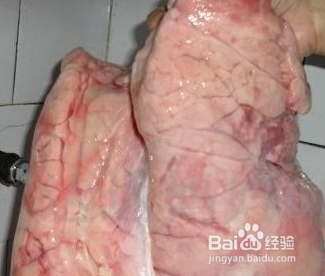 干锅心肺的做法