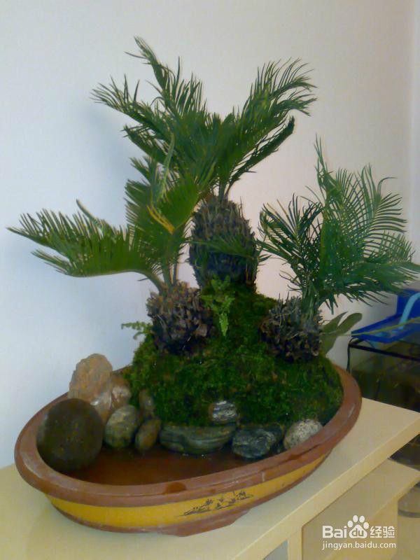 冬季浇花的“三忌五宜