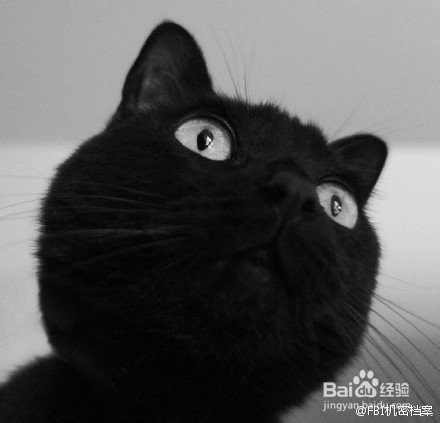 如何养好一只猫