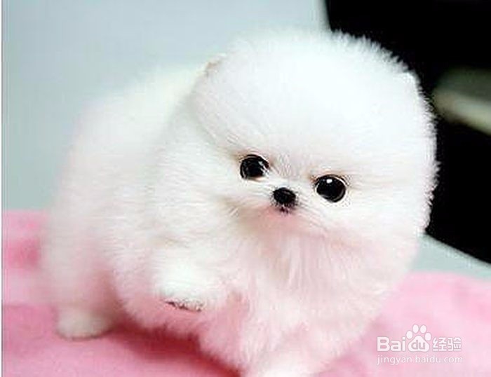 如何选择一家好的宠物美容学校