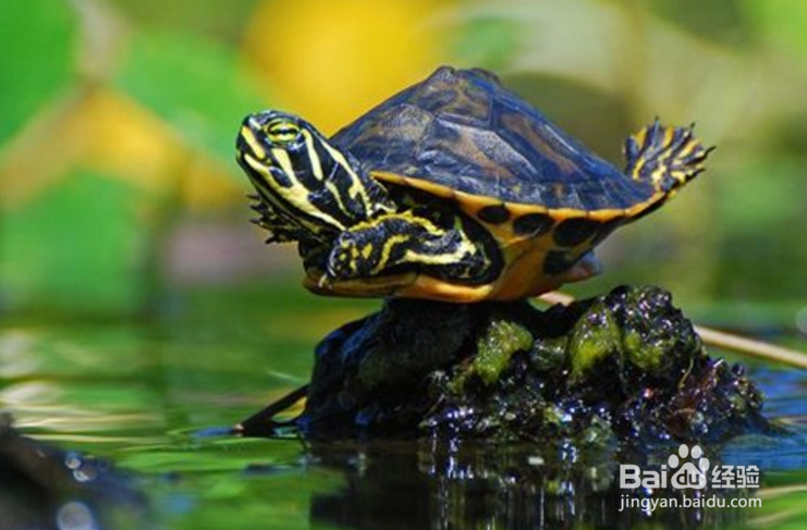 甜甜圈龟怎么养